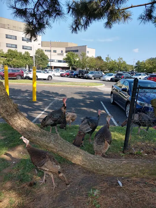 Staten Island University Hospital - North Campus