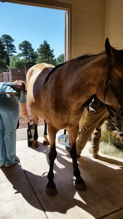 Aspen Veterinary Clinic