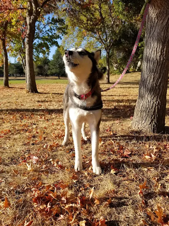 San Jose Animal Hospital