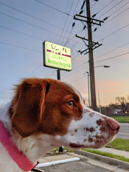 Shawnee Animal Hospital