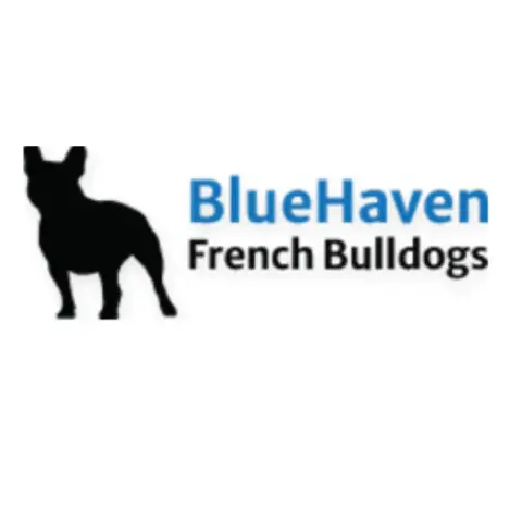 Business logo of Bluehaven French Bulldogs